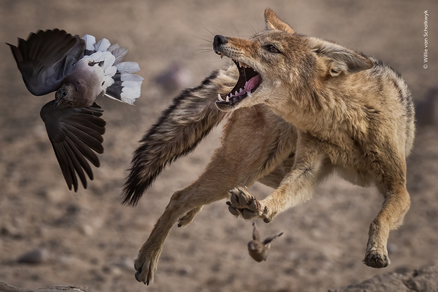 open-mouthed jackal and escaping turtle doves