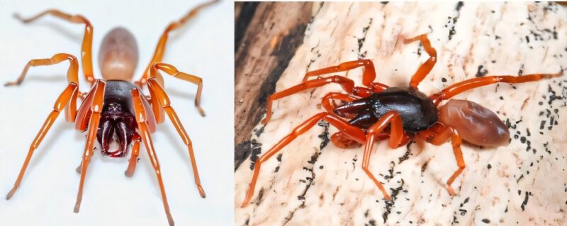 Two side by side images of the spider from the mainland and from the Canary Islands showing their physical similarities.