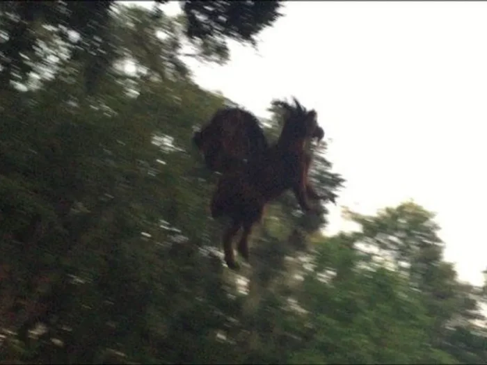 The Creature That Allegedly Stalks New Jersey's Pine
Barrens