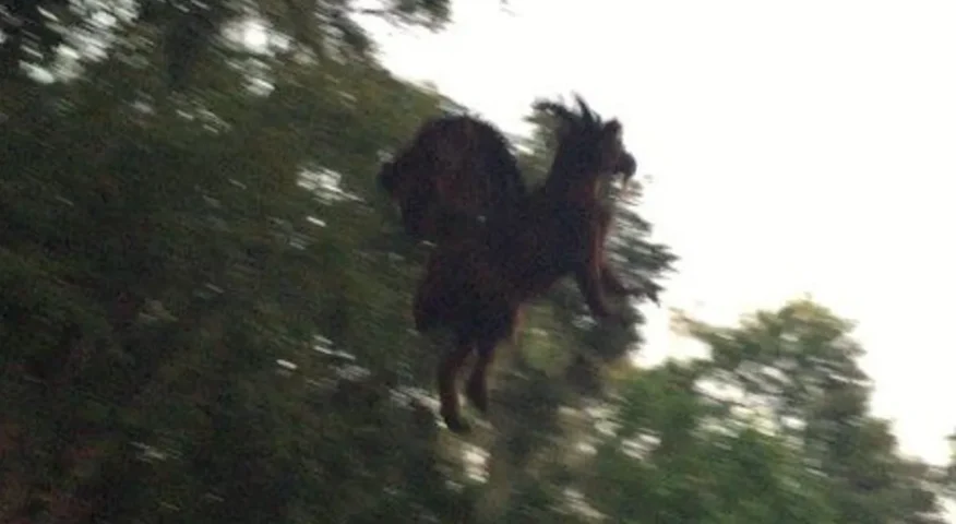 image of jersey devil