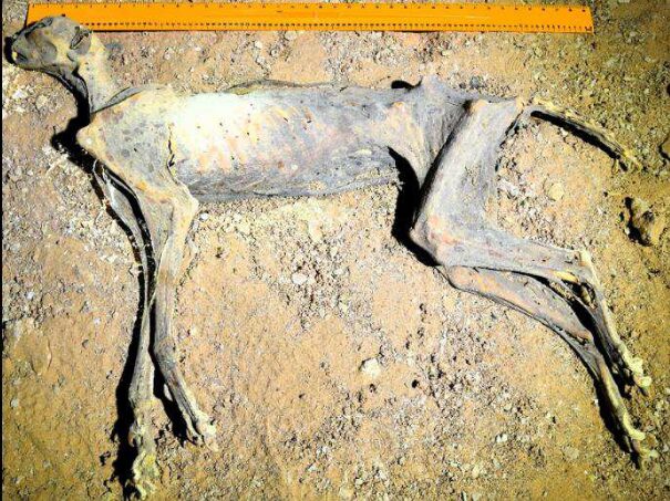 A mummified cheetah