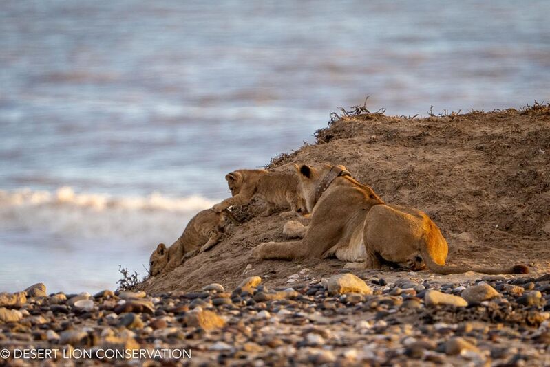 A lionness and two cubs on the beach