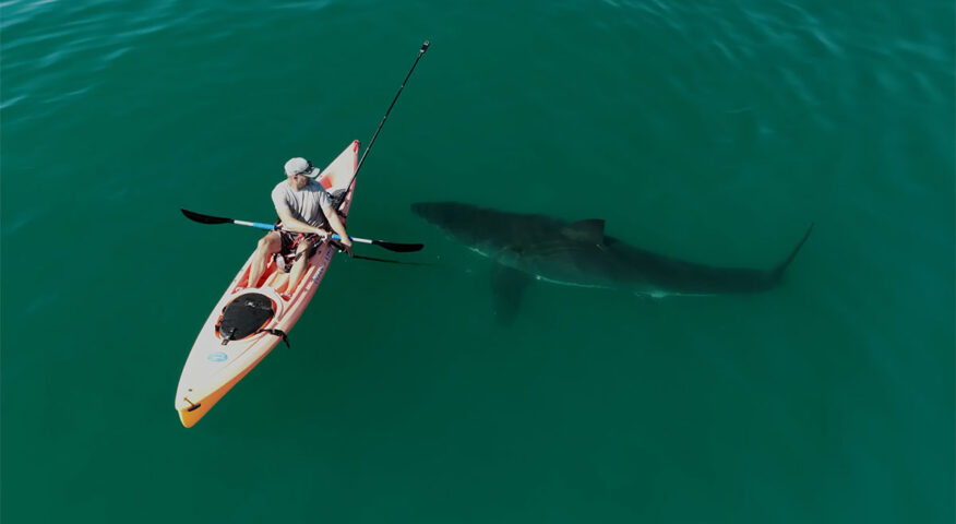 shark beside kayak