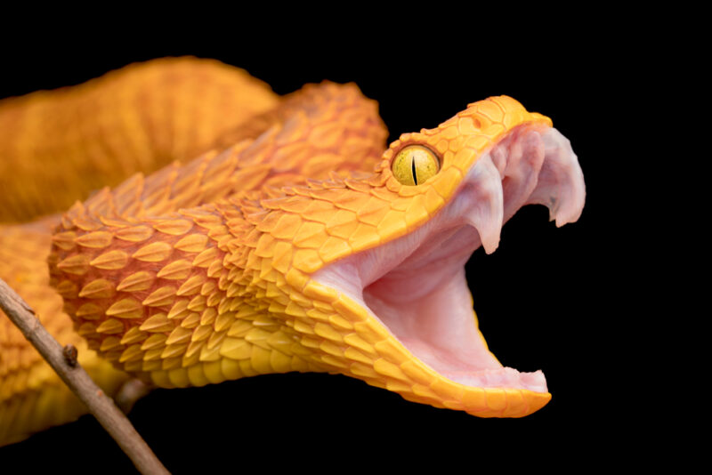 A close up image of a yellow bush viper showing its fangs