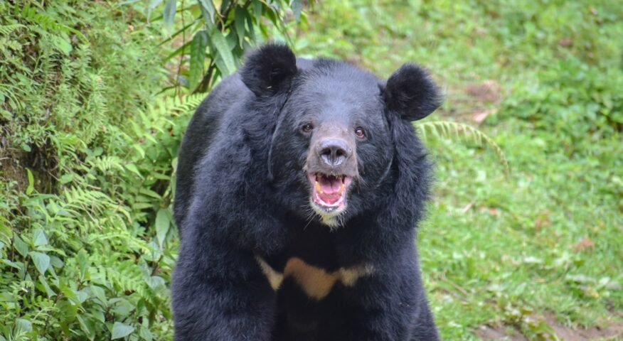 The Asian Black Bear.
