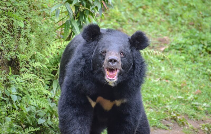 The Asian Black Bear.