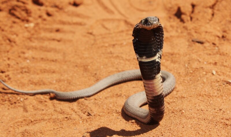 A juvenile rinkhals moving towards the camera.