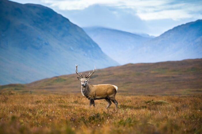 A stag stands fixated on a photographer in the Scottish Highlands