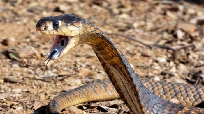 New Antivenom Works on 17 Deadly Snakes