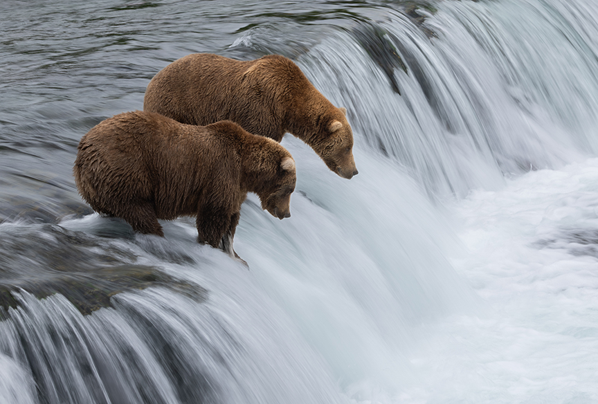 We've Found the Best Wildlife Cams For October