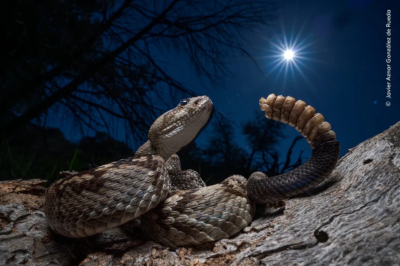 A rattlesnake at night