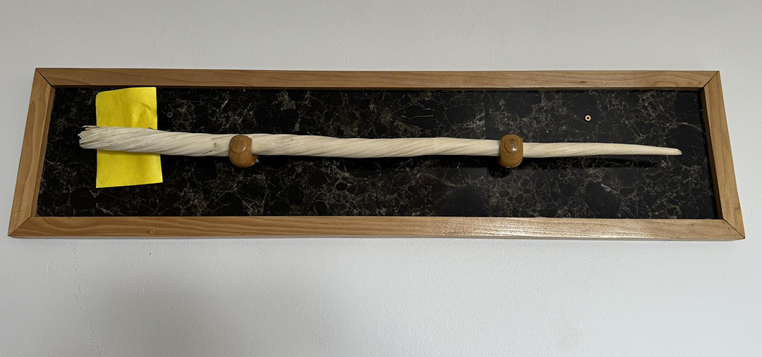 framed narwhal tusk
