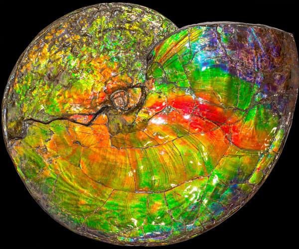 rainbow colored ammonite