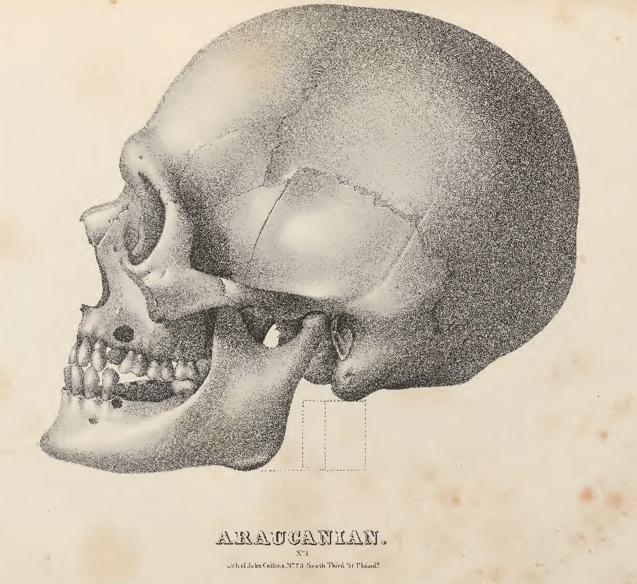 A drawing of a skull
