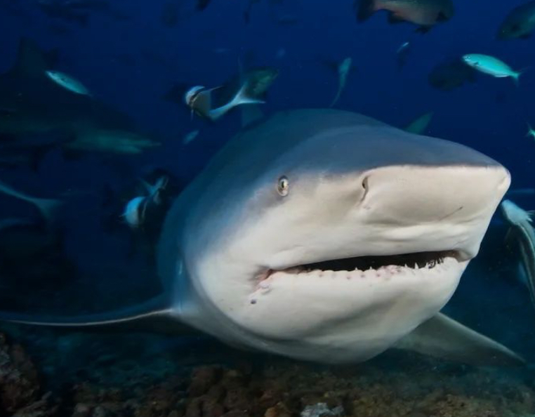 Bull shark. 
