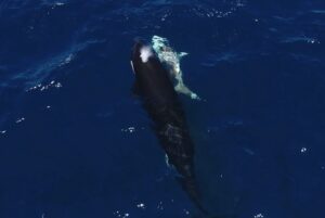 overhead view of orcas hutning great white sharks