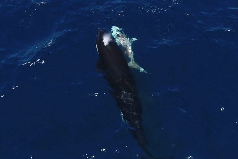 overhead view of orcas hutning great white sharks