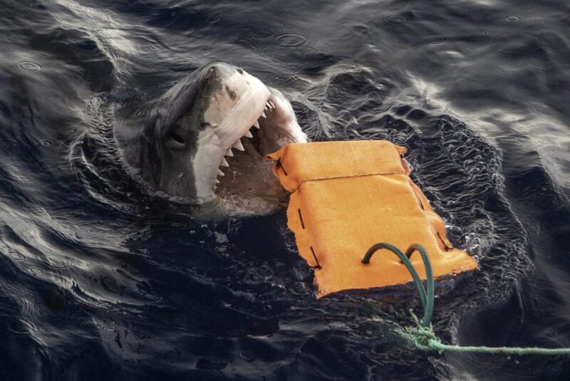 shark biting a test object