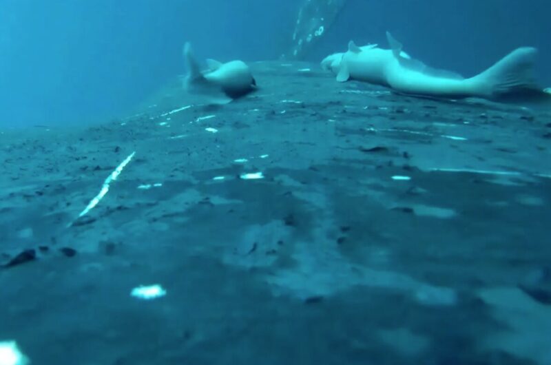 fish on the back on a whale