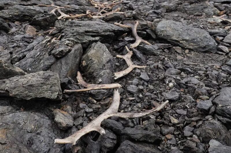 A number of reindeer antlers that have been found at the site