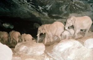 elephants in Kitum Cave
