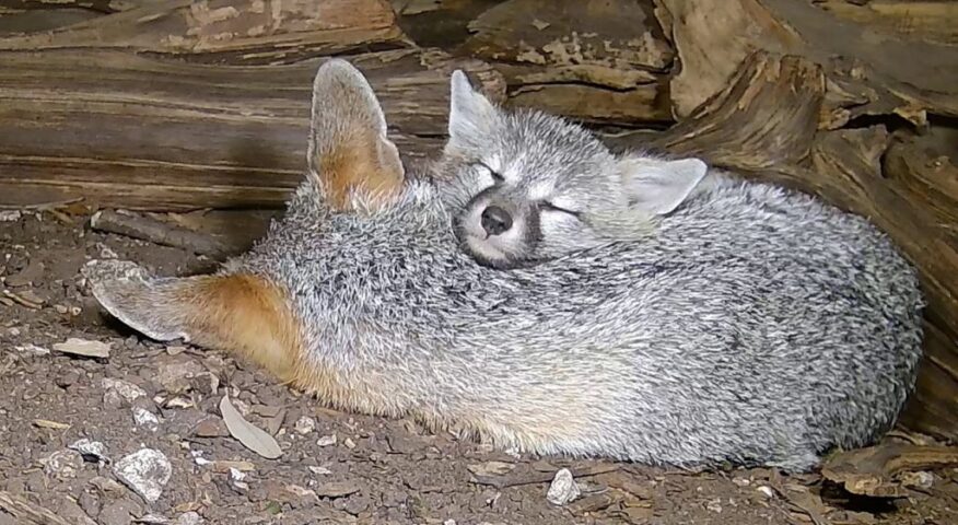 Two gray fox pups cuddling.