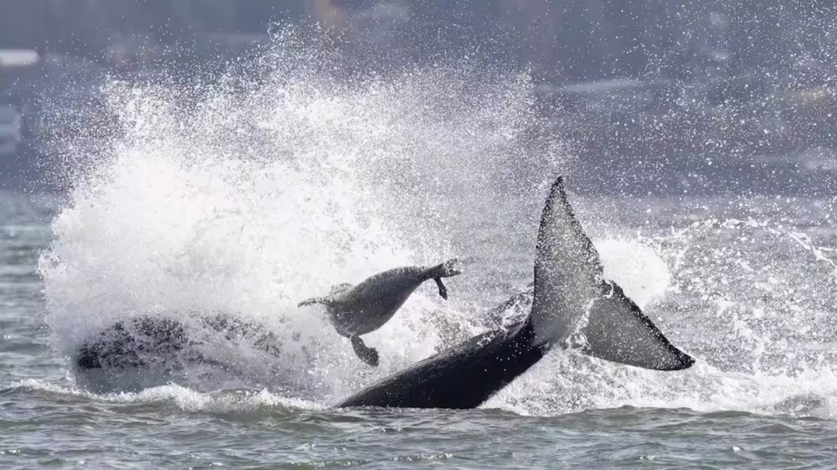 Orcas hunting a seal