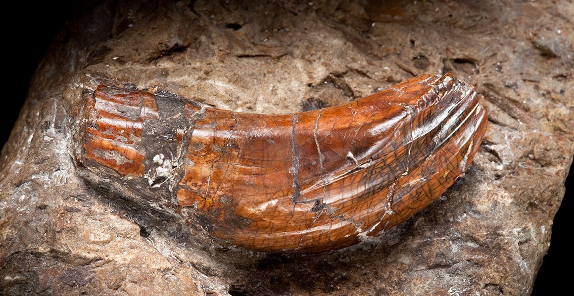 A fossilized tooth