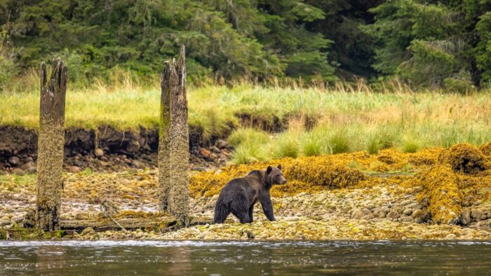 Grizzly Bear Attacks Group of School Children in
Canada