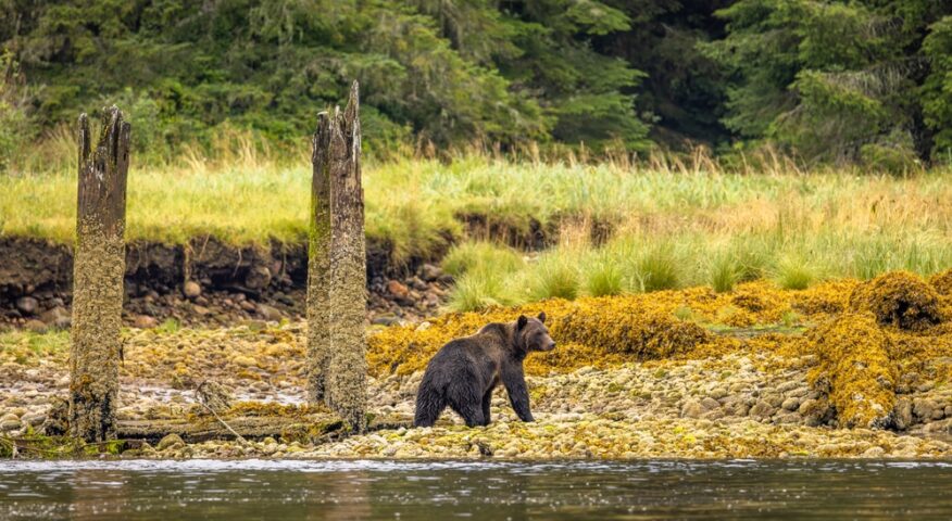 A grizzly bear on the edge of a river