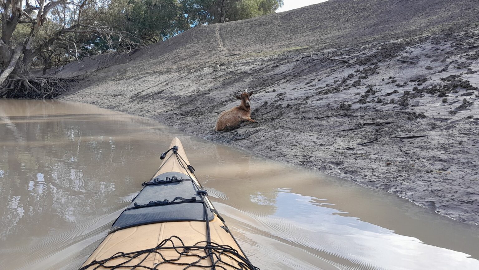 A goat stuck in a muddy bank