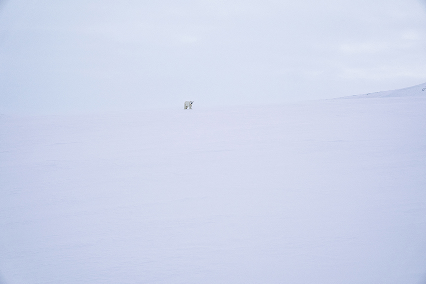polar bear in white landscape