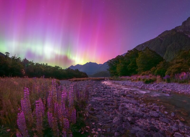 A purple aurora over a field of wildflowers