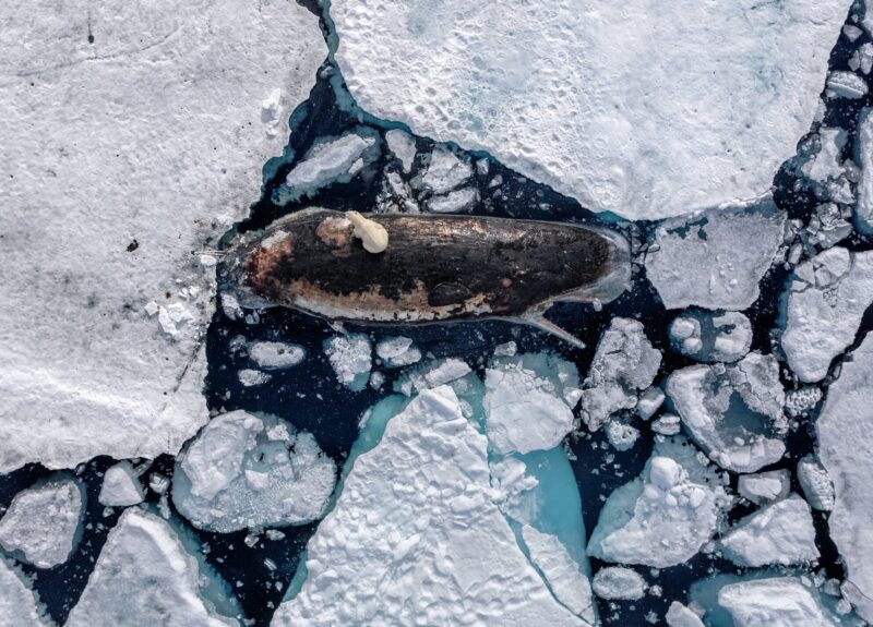 Dinner on Ice. A photo taken of a lone polar bear sitting atop a dead sperm whale that is trapped in the ice.