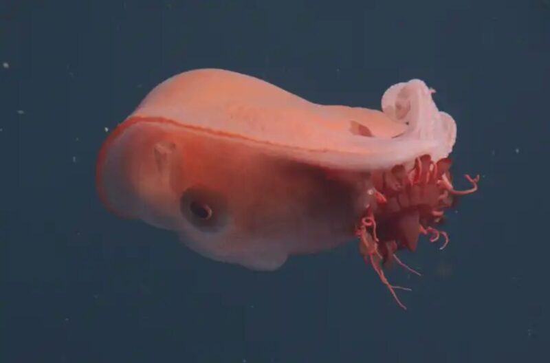 Seven-arm octopus (Haliphron atlanticus) eating a helmet jelly (Periphylla periphylla), filmed at 705m in Monterey Canyon.