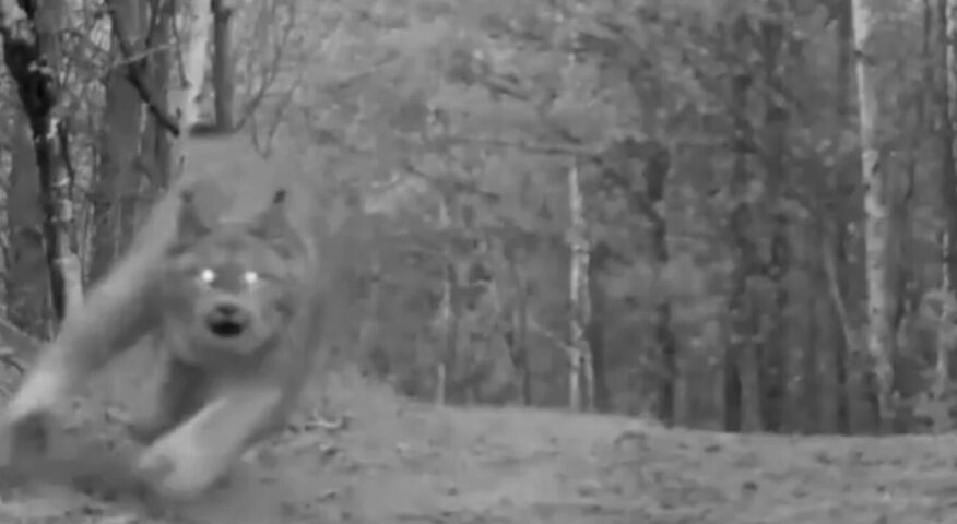 The black and white image shows one of the Canada lynx as it pounces towards the trail camera