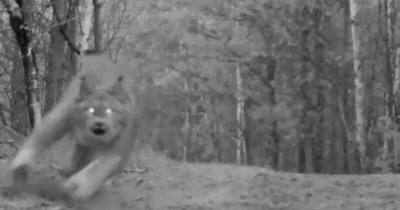 The black and white image shows one of the Canada lynx as it pounces towards the trail camera