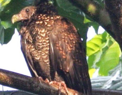 A blurry photo of a strange bird