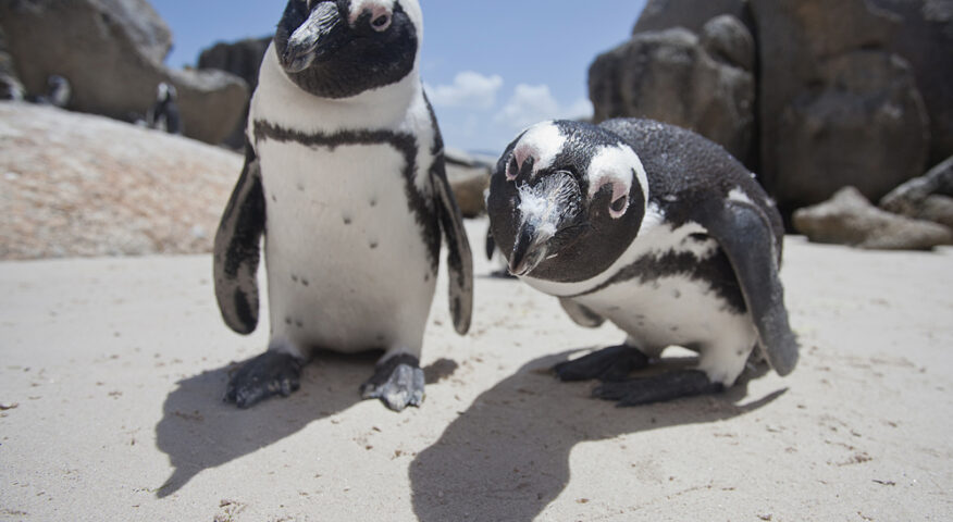 Two African penguins look into the camera.