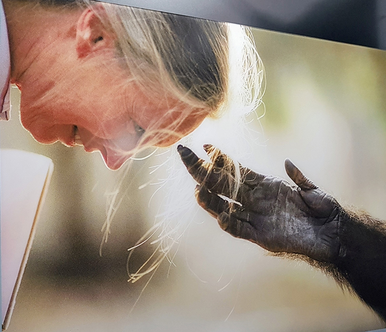 Jane Goodall and chimp arm