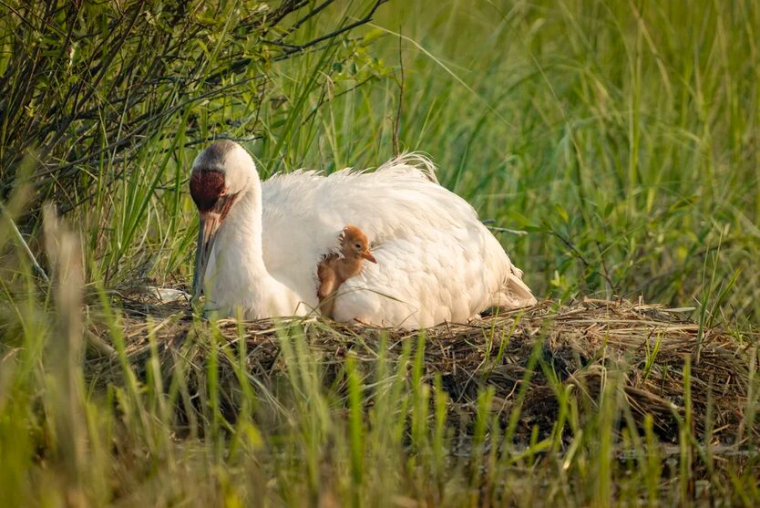 A whooper crane with a chick