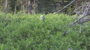 Men hiking through the woods
