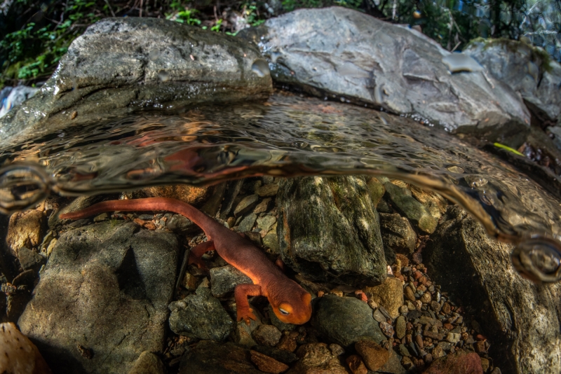 newt in a stream