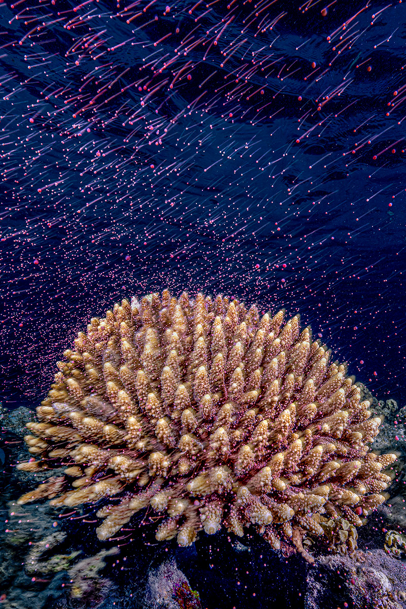 pink coral spawn