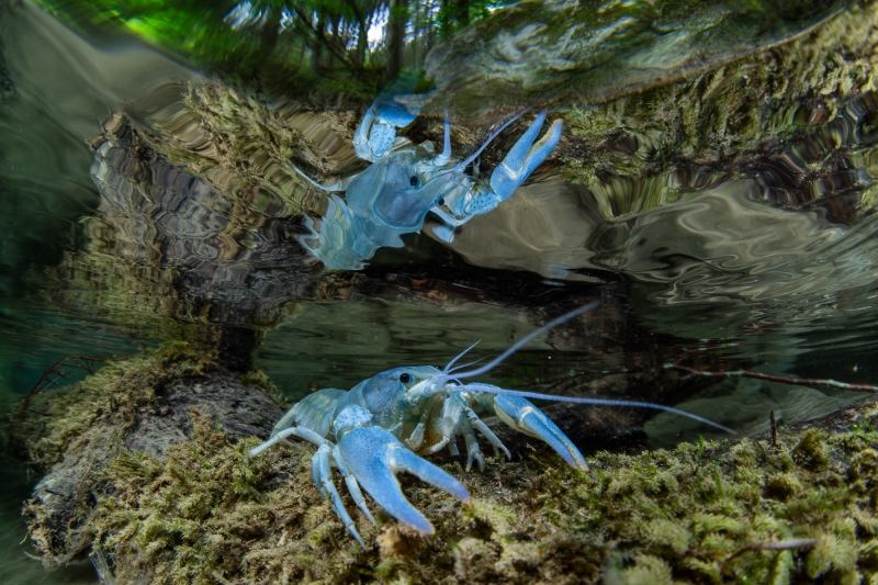 blue crayfish mirrored