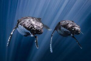 A pair of humpback whales move through the water in perfect unison.