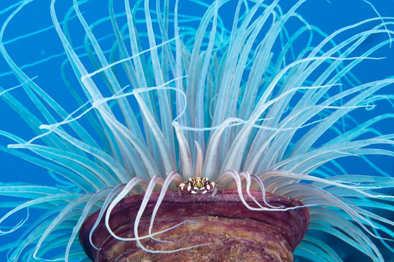crab on anemone