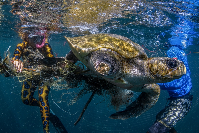 turtle trapped in old fishing net