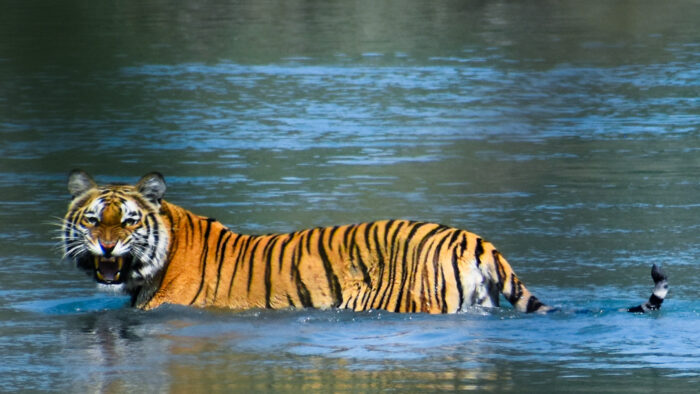 A tiger crossing a course of water.