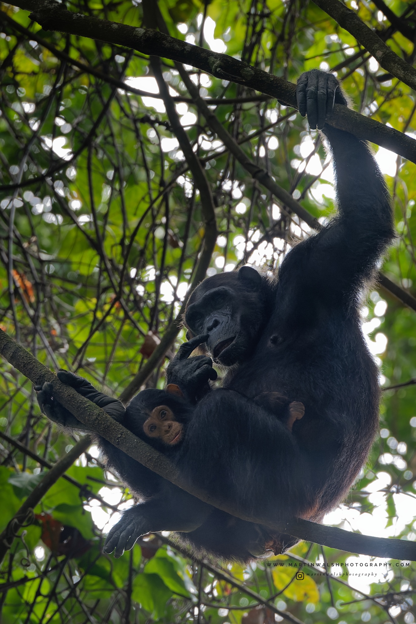 A chimpanzee in a tree with a baby.